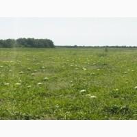 Продам арбуз Продюсер грунтовой