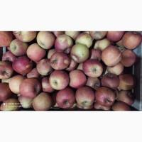 Продам яблука на переробку