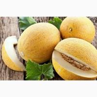 Дыня Титовка (семена 20 шт)