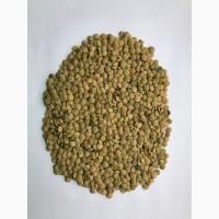 Чечевица зеленая сочевиця зелена чечевиця