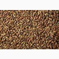 Оптові продажі лікарських рослин