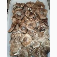 Мухомор пантерний, сушені капелюшки мухомору(Amanita pantherina), Черкаськая обл