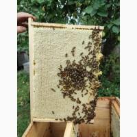Продам плідні матки української степової породи, бджолопакети