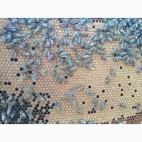 Продам плідні матки української степової породи, бджолопакети