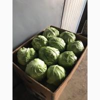 Продаємо молоду капусту оптом