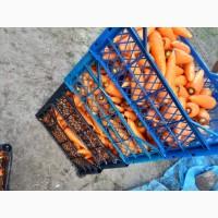 Продам моркову, сорт Абако, Дніпропетровска обл