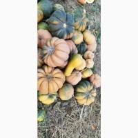 Продам мускатний гарбуз оптом