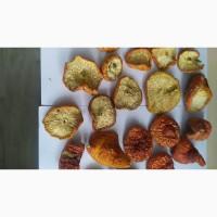 Продам мухомор красный, мухомор червоний