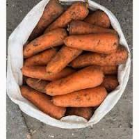 Терміново купимо моркву оптом