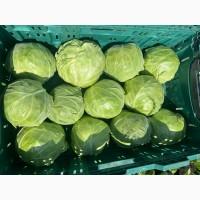Продам молодую капусту