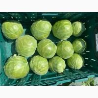 Продам молодую капусту