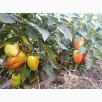 Продам перец, баклажан, кавун з поля