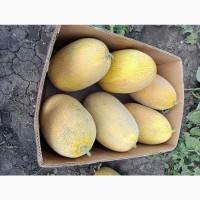 Продам дыню Умань