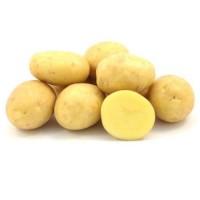 Реалізуємо насіннєву картоплю сорту Королева Анна, першої репродукції. Роздріб від 20 кг