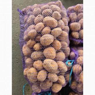 Продаємо молоду картоплю Арізона, від 500 кг