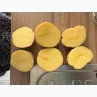 Продаємо молоду картоплю Арізона, від 500 кг