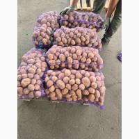 Продаємо молоду картоплю Арізона, від 500 кг
