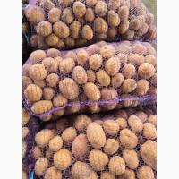 Продаємо молоду картоплю Арізона, від 500 кг