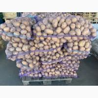 Продаємо молоду картоплю Арізона, від 500 кг