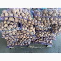 Продаємо молоду картоплю Арізона, від 500 кг
