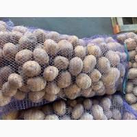 Продаємо молоду картоплю Арізона, від 500 кг