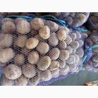 Продаємо молоду картоплю Арізона, від 500 кг