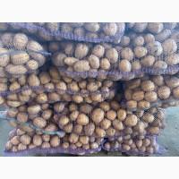 Продаємо молоду картоплю Арізона, від 500 кг