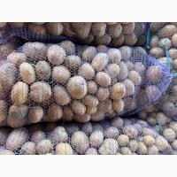 Продаємо молоду картоплю Арізона, від 500 кг