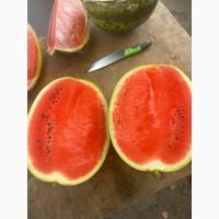 Фарао талісман нун продам кавун