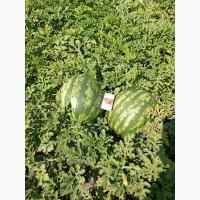 Фарао талісман нун продам кавун