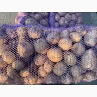 Картошка Аризона, продам опт