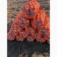 Продам цибулю