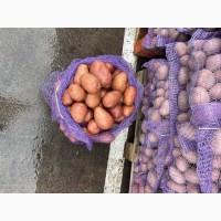 Купим бюджетную картошку