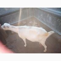 Терміново продам кіз