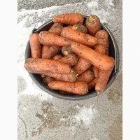 Продам моркву сорту Каскад