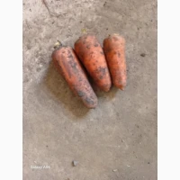 Продам моркву сорту Каскад