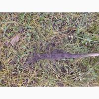 Саджанці горіха пекан сорту Вішита(вкс висота 120-140 см.)