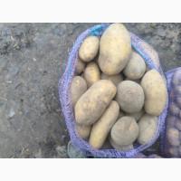 Продам товарну картоплю сорту Гранада, Рів#039;єра