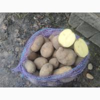 Продам товарну картоплю сорту Гранада, Рів#039;єра