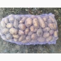 Продам товарну картоплю сорту Гранада, Рів#039;єра