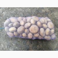 Продам товарну картоплю сорту Гранада, Рів#039;єра