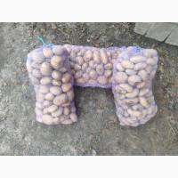 Продам товарну картоплю сорту Гранада, Рів#039;єра