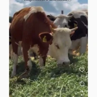 Розпродаж худоби