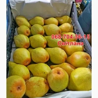 Продам груші Яблунівська, Ноябирська