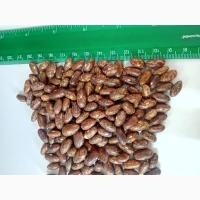 Продам квасолю харчового призначення