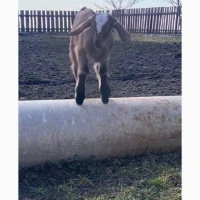 Продам козенят