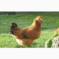 Продаю яєчних курчат Амазон