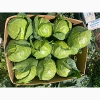 Продам молоду капусту