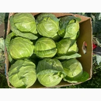Продам молоду капусту