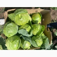 Продам молоду капусту